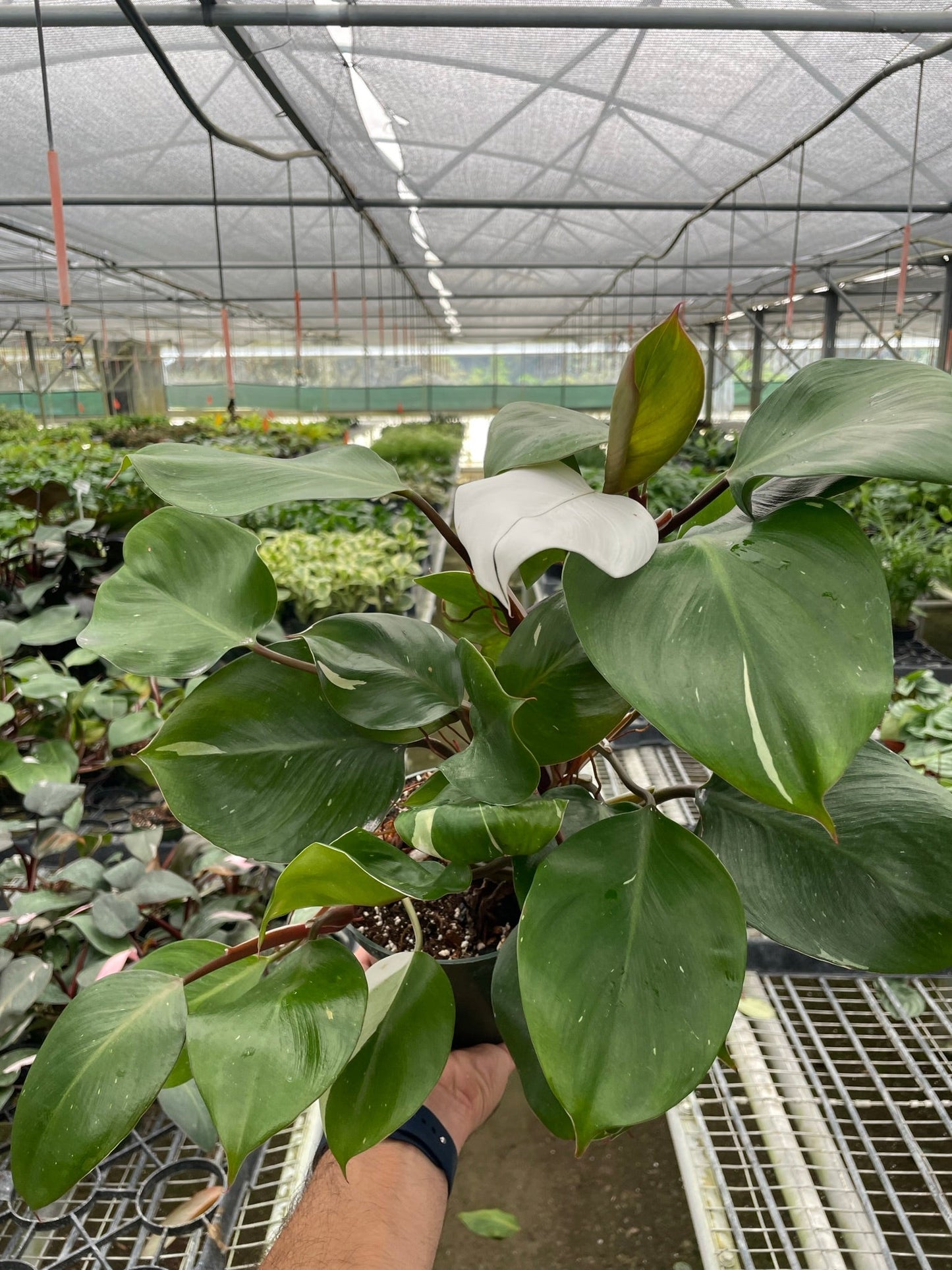 Philodendron 'White Knight' - Knight In Shining Leaves: Rare Variegated Aroid Houseplant