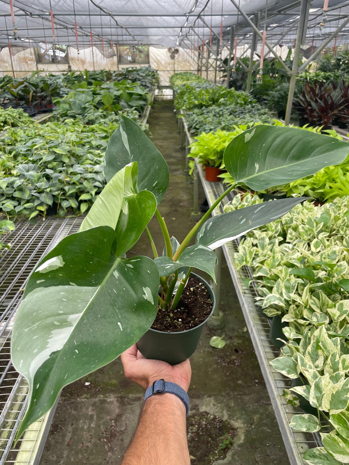 Philodendron 'White Princess' - Regal Splendor: Striking Indoor Houseplant with White Variegation