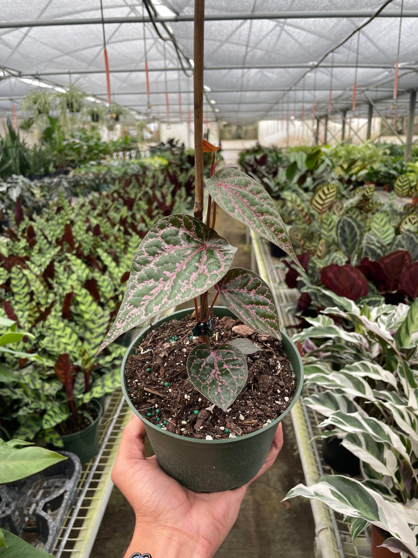 Piper 'Crocatum' - Pepper Parade: Unique Vine with Pink-Speckled Heart-Shaped Leaves