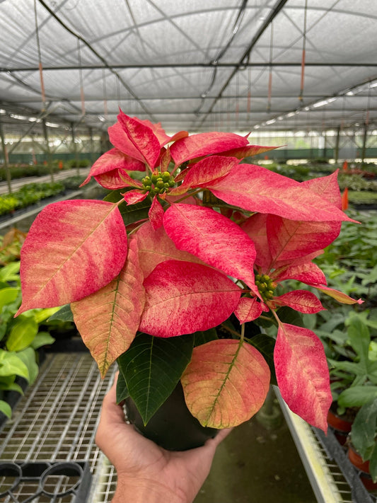 Poinsettia 'Ice Crystal' - Winter Sparkle Wonder: Festive Christmas Houseplant