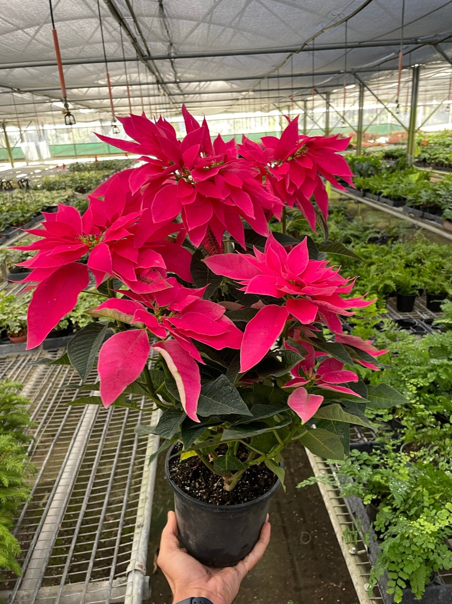 Poinsettia 'Luv U Pink' - Holiday Pink-tiator: Festive & Bold Pink Holiday Plant