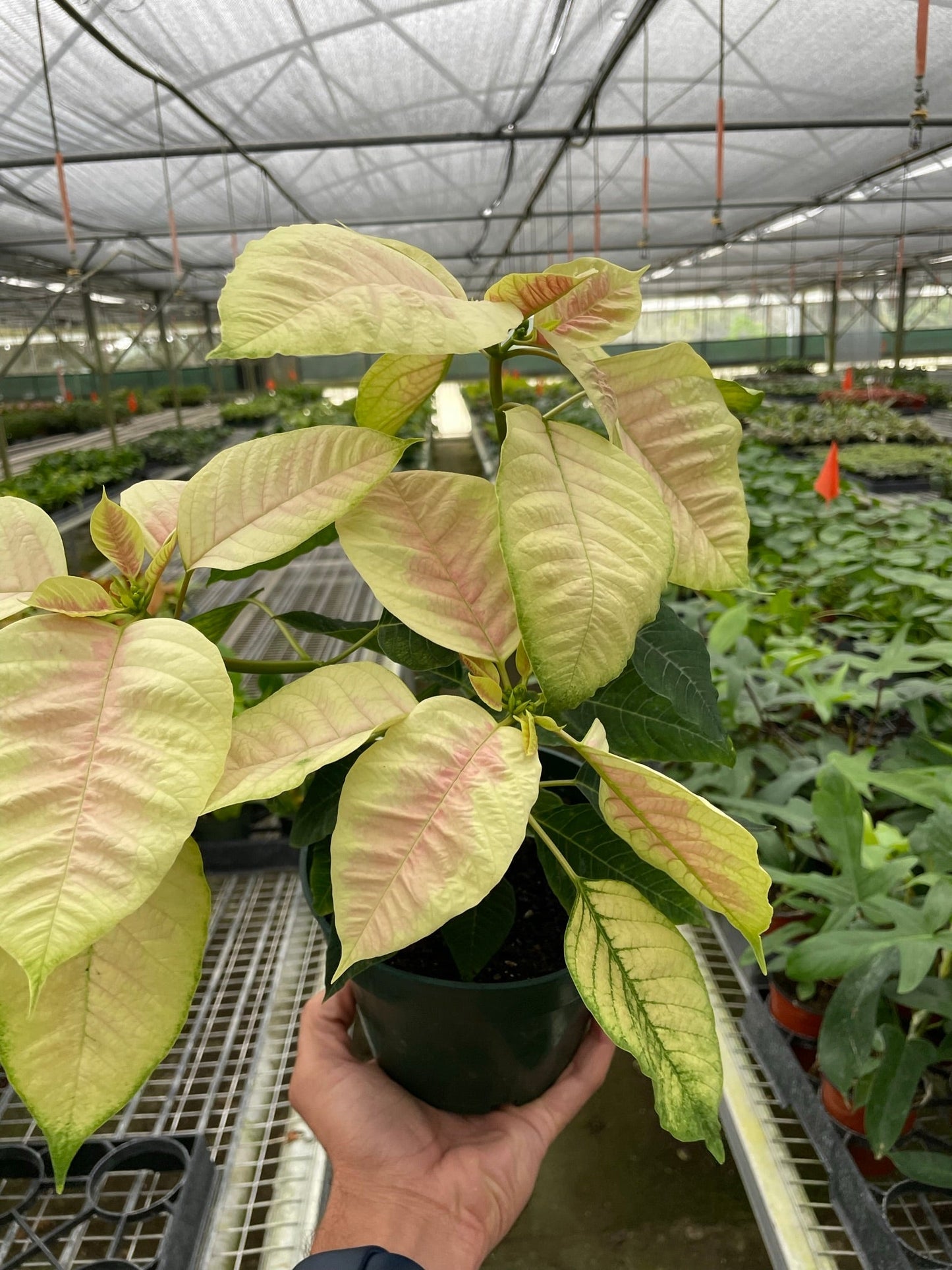 Poinsettia 'Marble' - Holiday Marvel: Festive Variegated Leaves for Cheerful Décor