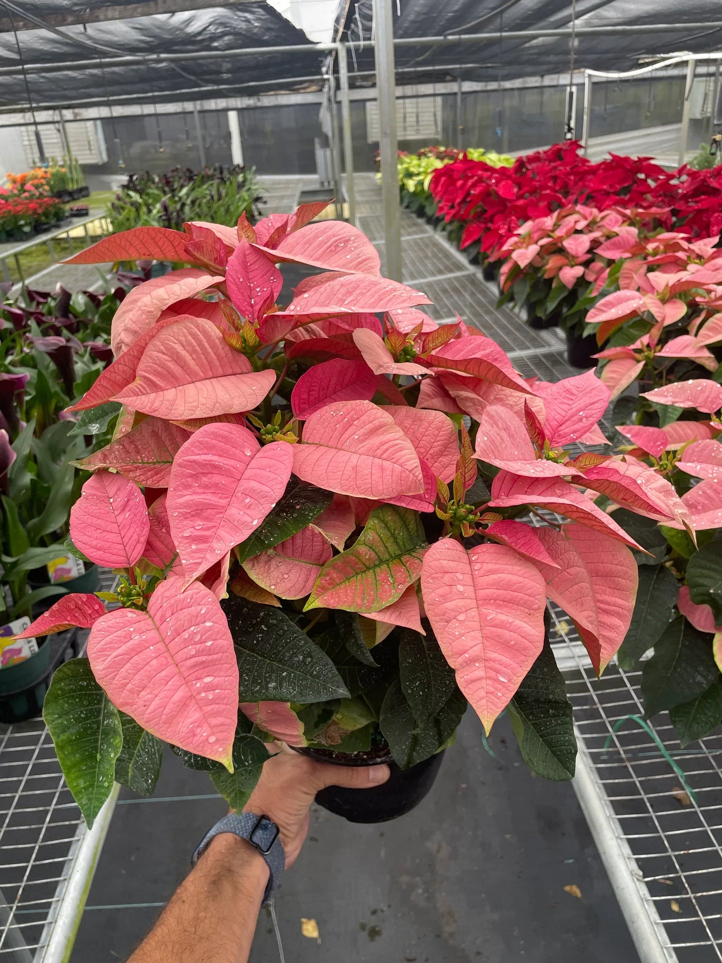 Poinsettia 'Pink' - Pinkery Blossoms: Vibrant Christmas Floral Houseplant