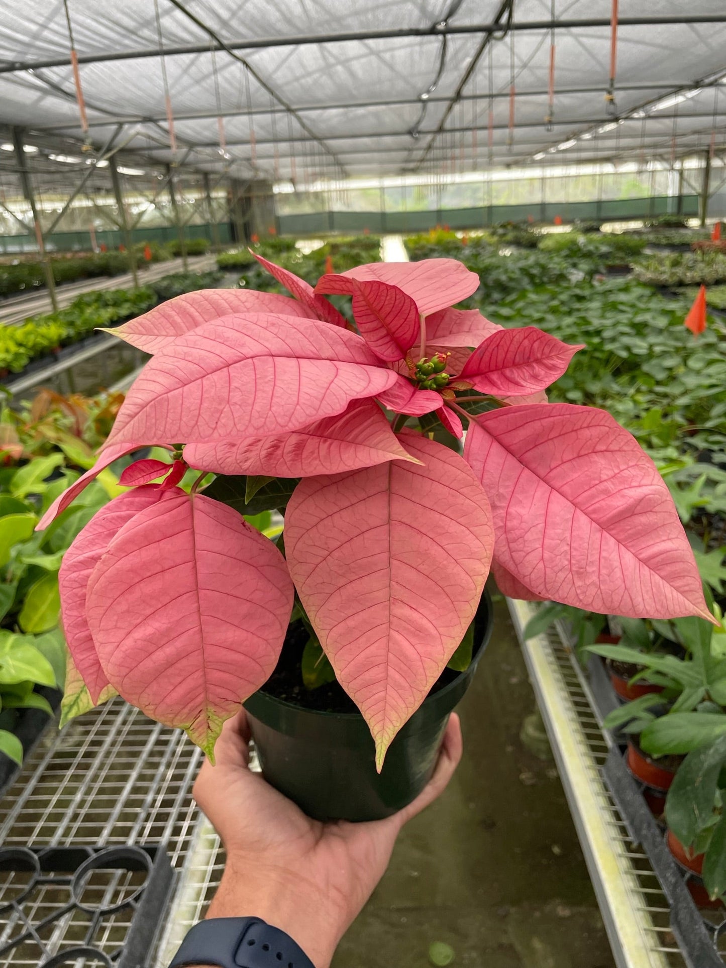 Poinsettia 'Pink' - Pinkery Blossoms: Vibrant Christmas Floral Houseplant