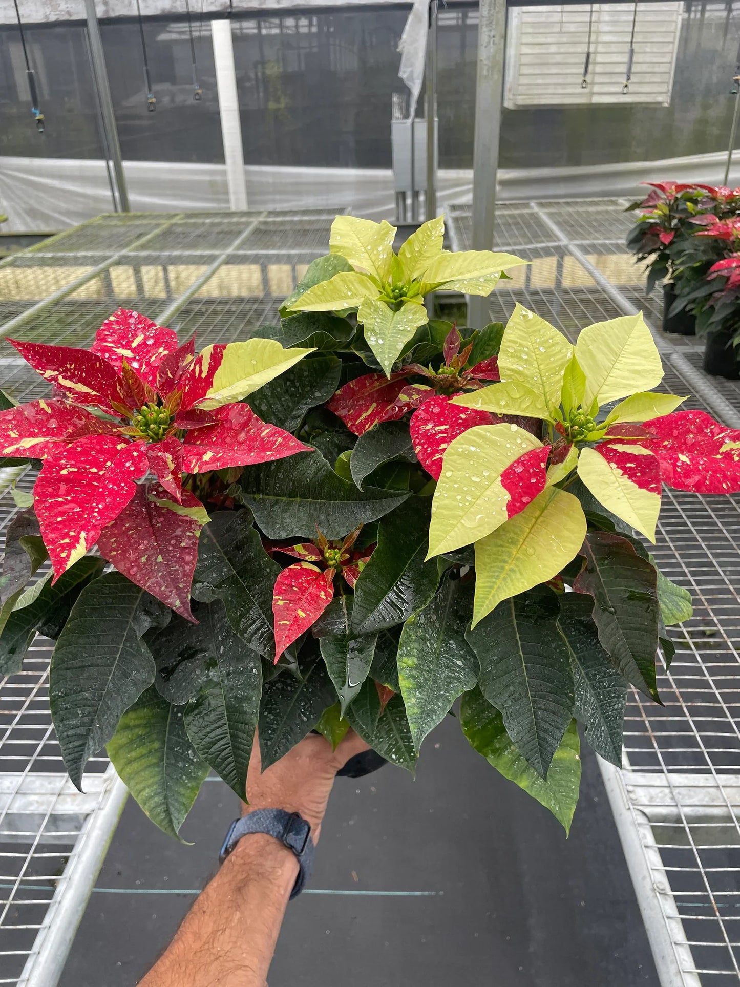 Poinsettia 'Red Glitter' - Holiday Sparkles: Festive and Unique Indoor Houseplant