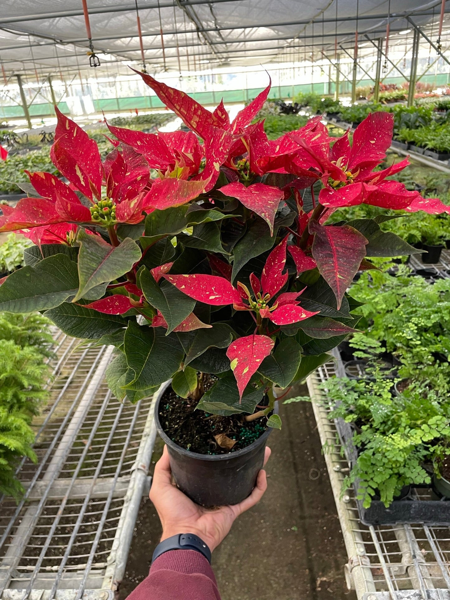 Poinsettia 'Red Glitter' - Holiday Sparkles: Festive and Unique Indoor Houseplant