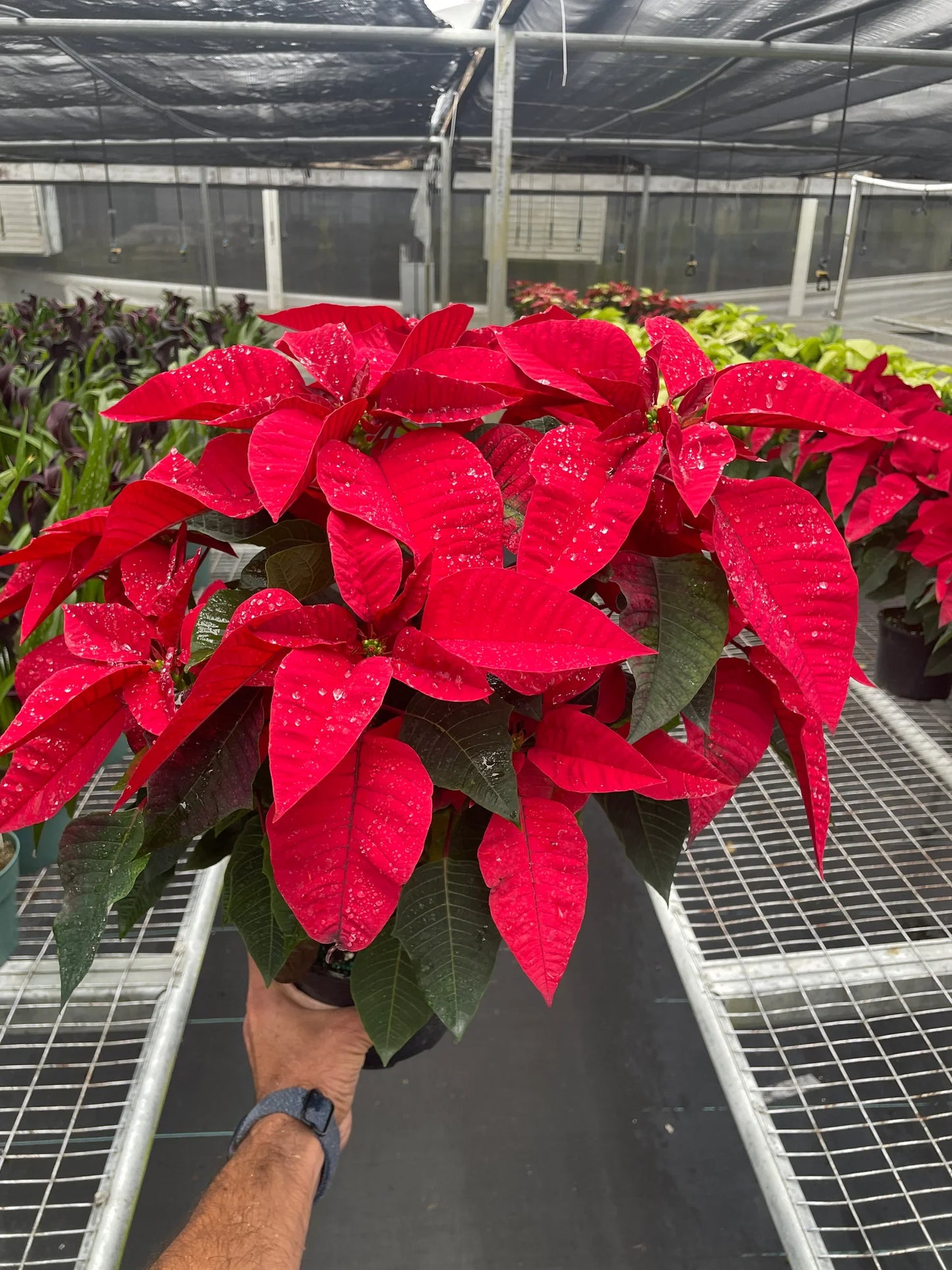 Poinsettia 'Red' - Holiday Starlight: Festive Christmas Floral Display Plant, Vibrant Red and Green Foliage