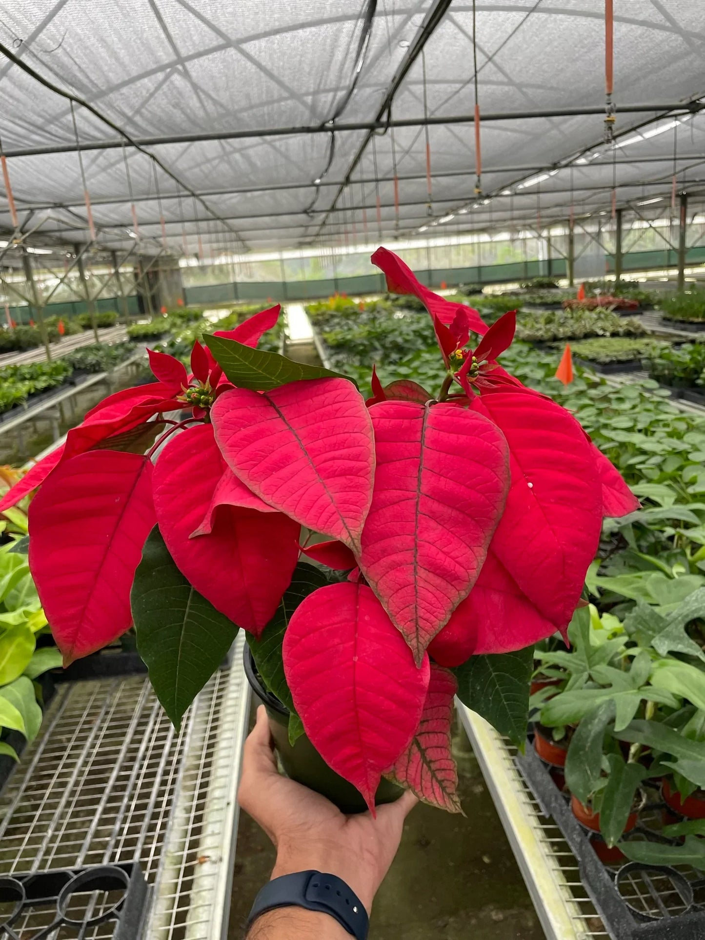 Poinsettia 'Red' - Holiday Starlight: Festive Christmas Floral Display Plant, Vibrant Red and Green Foliage