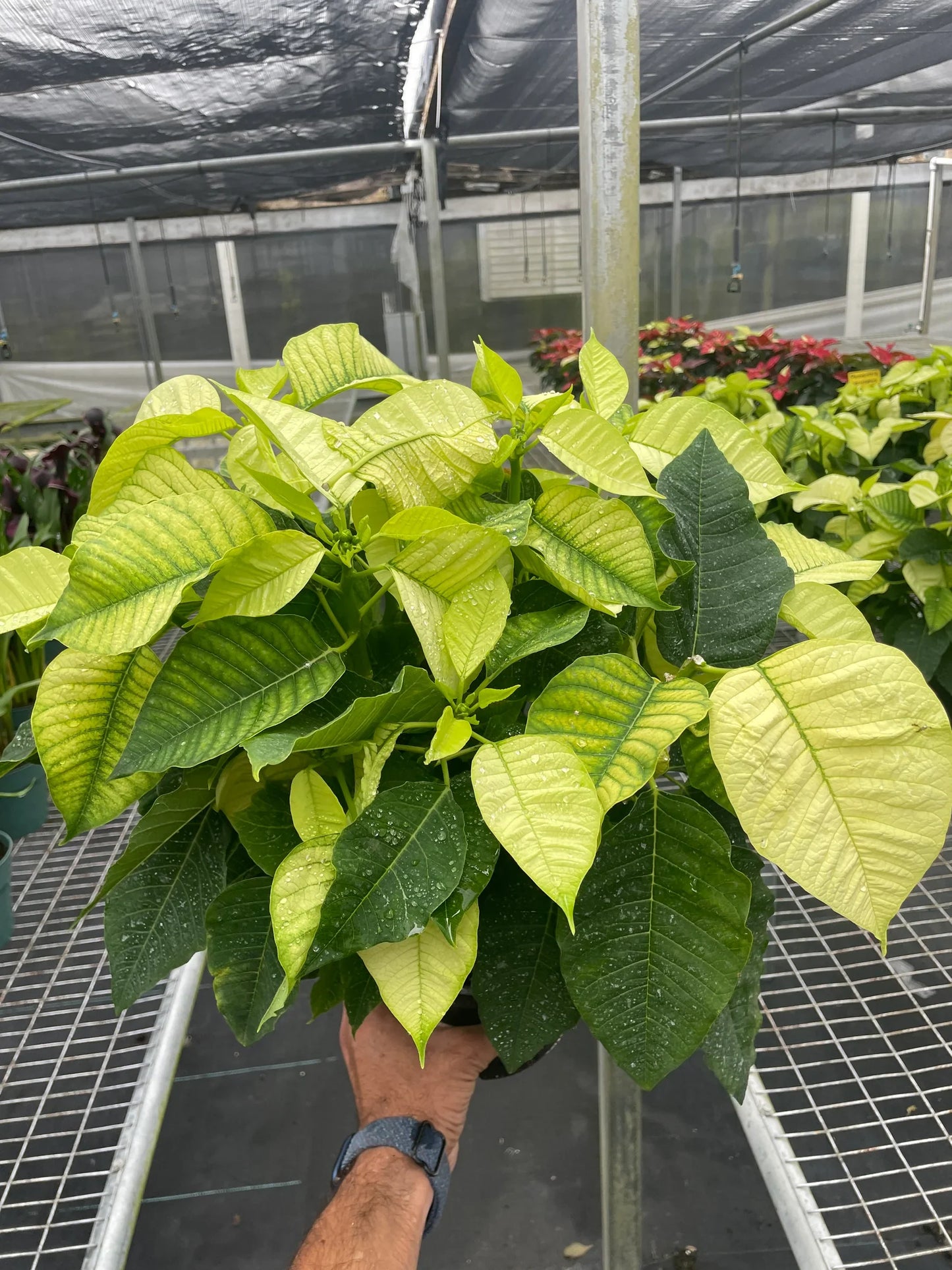 Poinsettia 'White' - White Christmas Cheerleader: Festive Houseplant for Holiday Décor