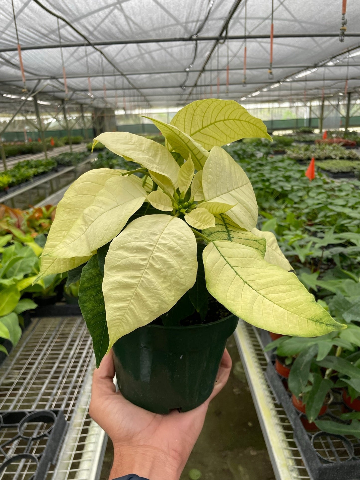 Poinsettia 'White' - White Christmas Cheerleader: Festive Houseplant for Holiday Décor