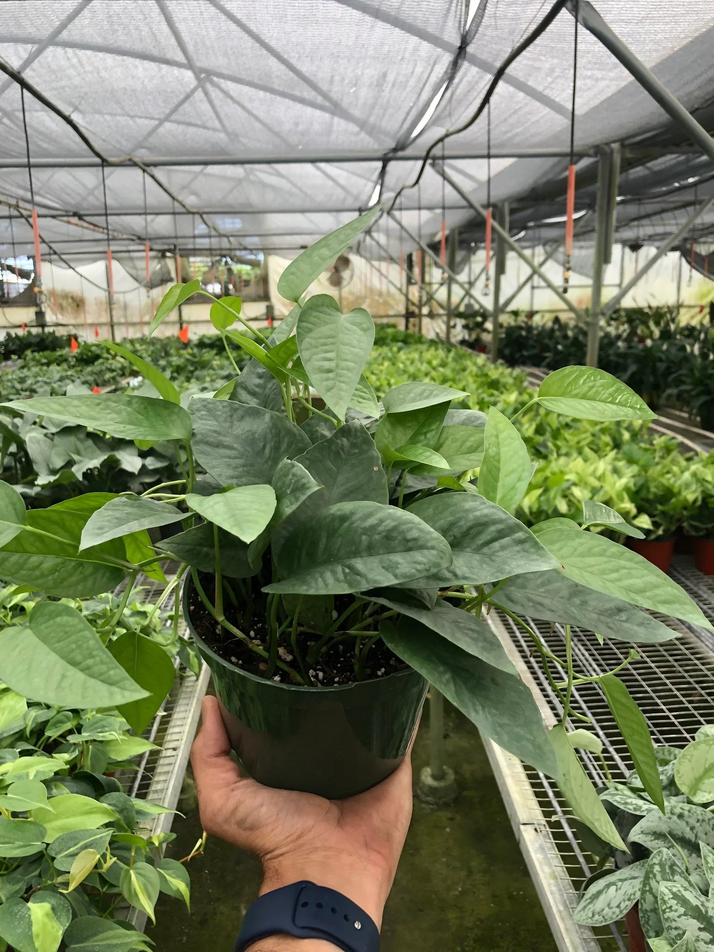 Pothos 'Cebu Blue' - Blue Dream Weaver: Elegant Silvery Sparkling Houseplant