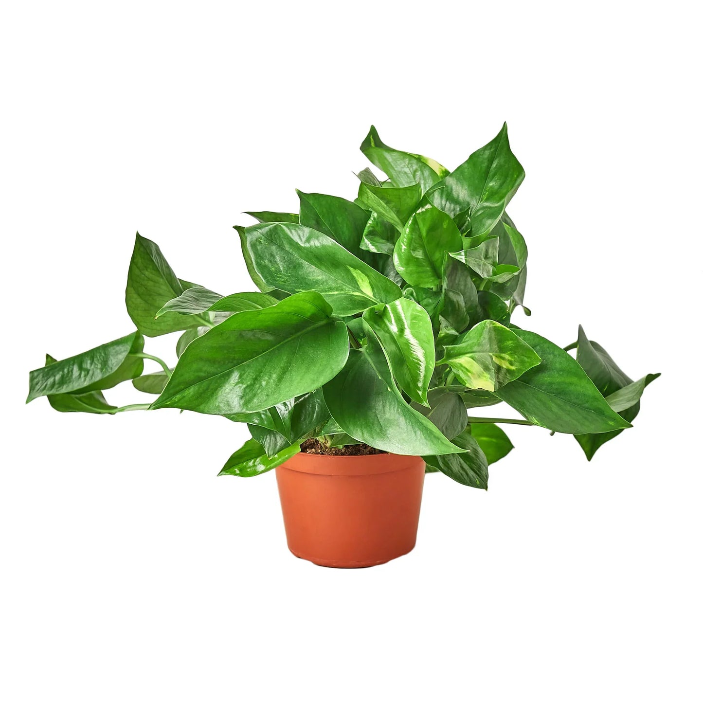 Pothos 'Golden' - Easy Care, Air-Purifying Indoor Vine Plant