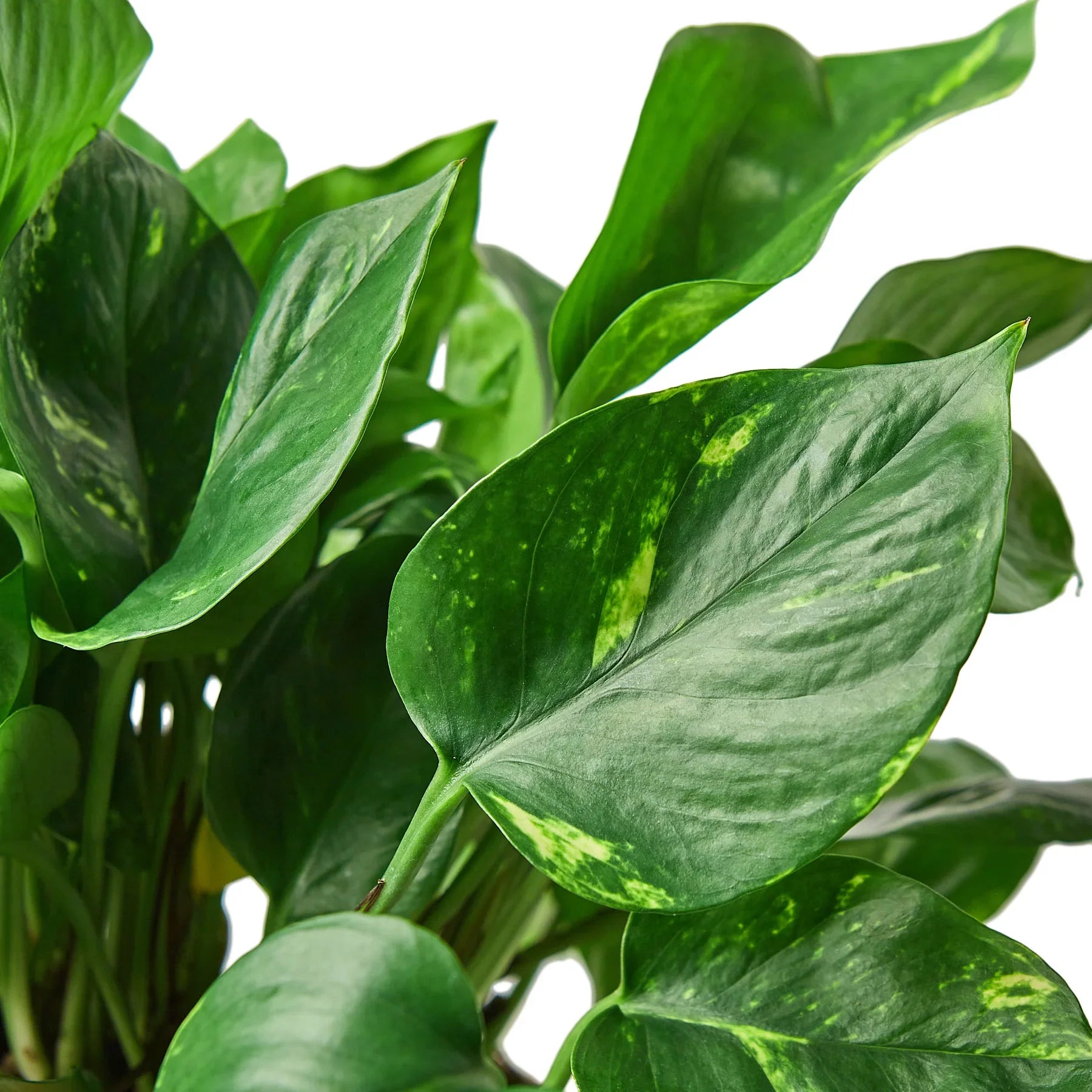 golden pothos clean air Pothos 'Golden'