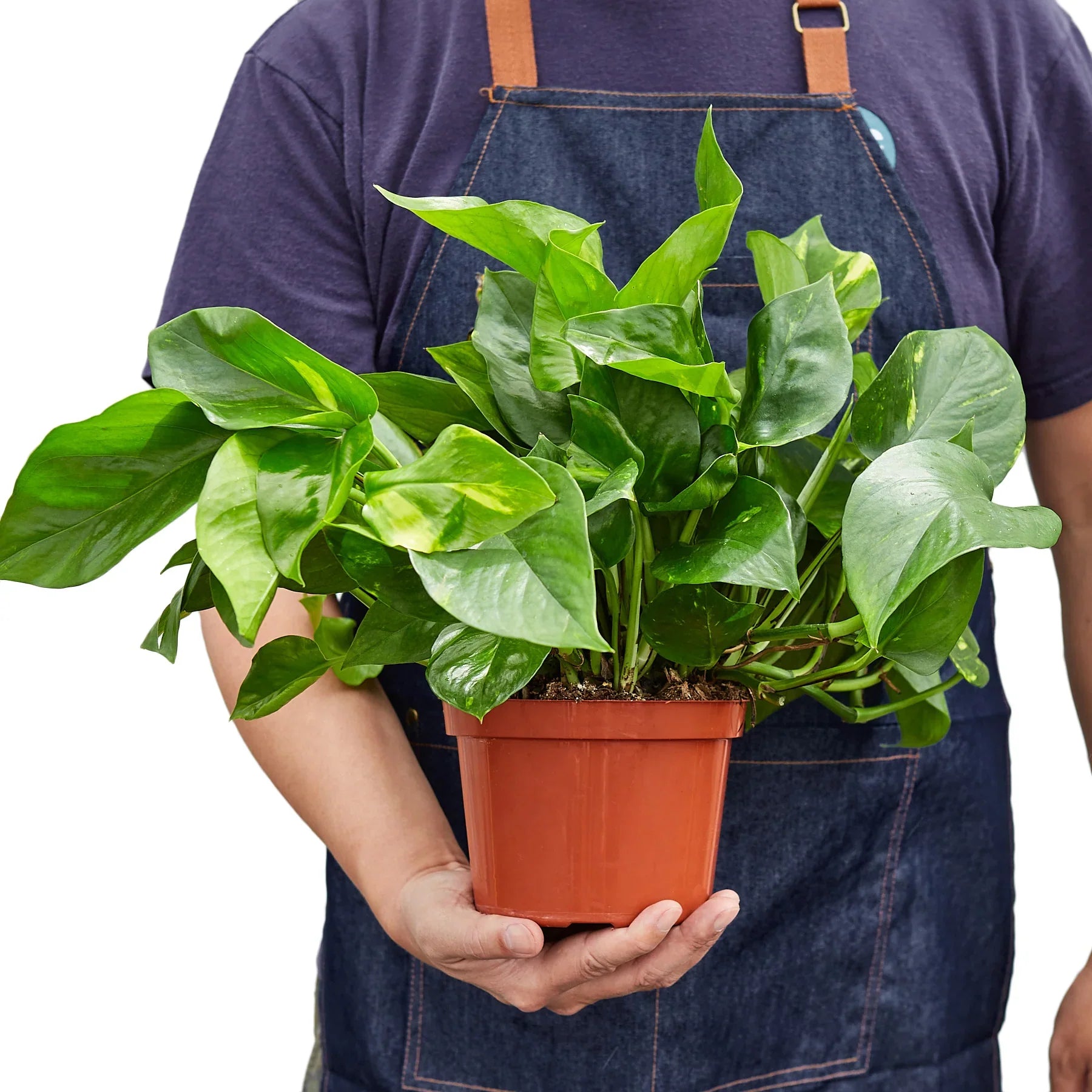 golden pothos clean air Pothos 'Golden'