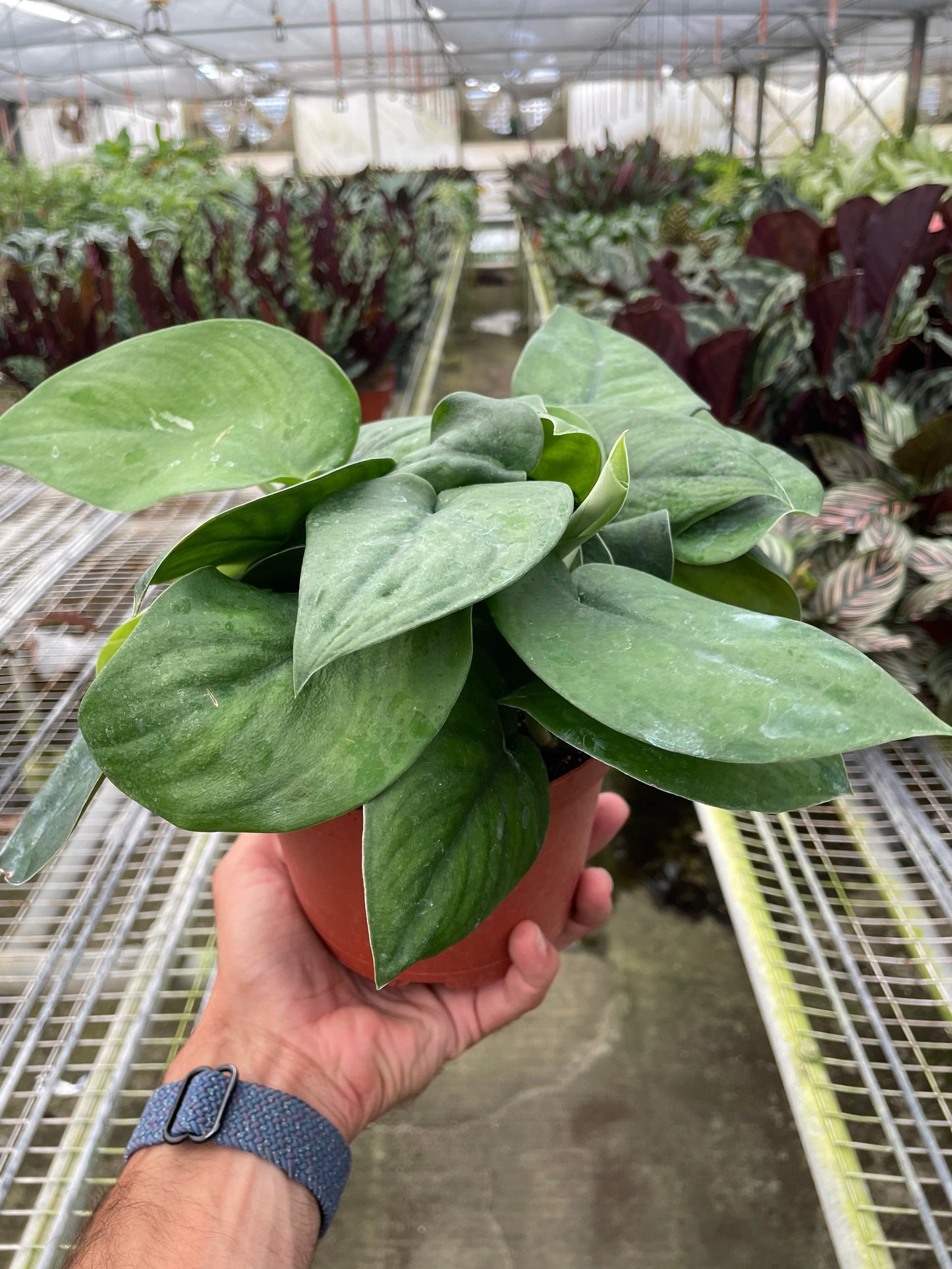 Pothos Jade Satin - Satin Smooth Operator: Luxurious Low Maintenance Houseplant with Heart-Shaped Leaves