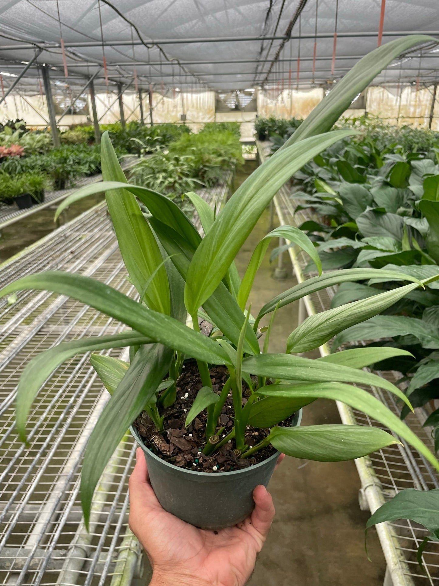 Pothos 'Silver Streak' - Glitz and Vine: Elegant Houseplant with Striking Silvery Foliage