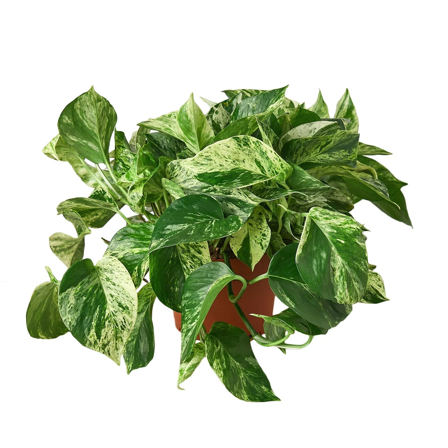 Pothos 'Marble Queen' - Queen of the Jungle: Low Maintenance Variegated Indoor Houseplant