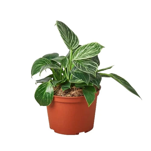 Philodendron 'Birkin' - Stripes of Delight: Elegant Variegated Houseplant