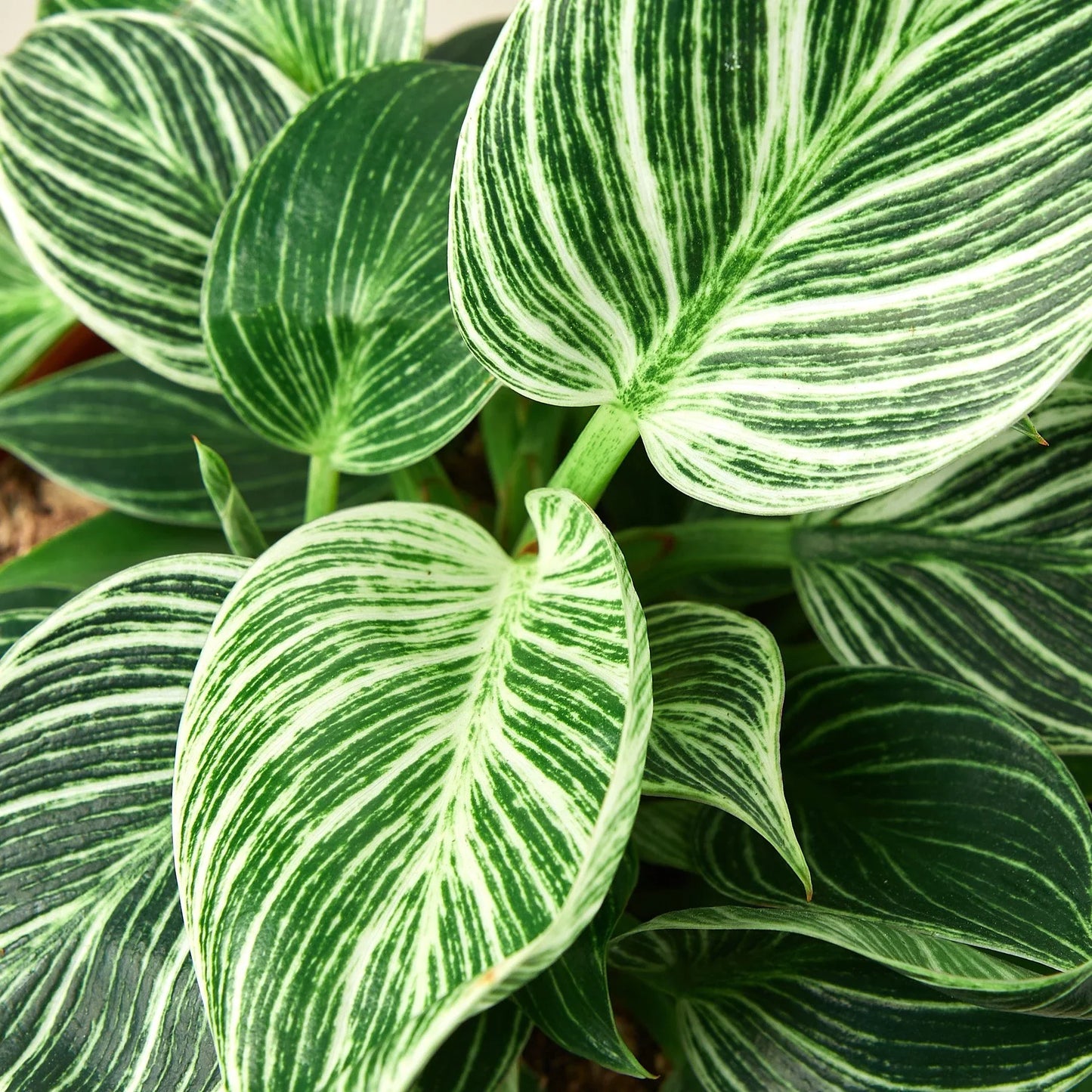 Philodendron 'Birkin' - Stripes of Delight: Elegant Variegated Houseplant