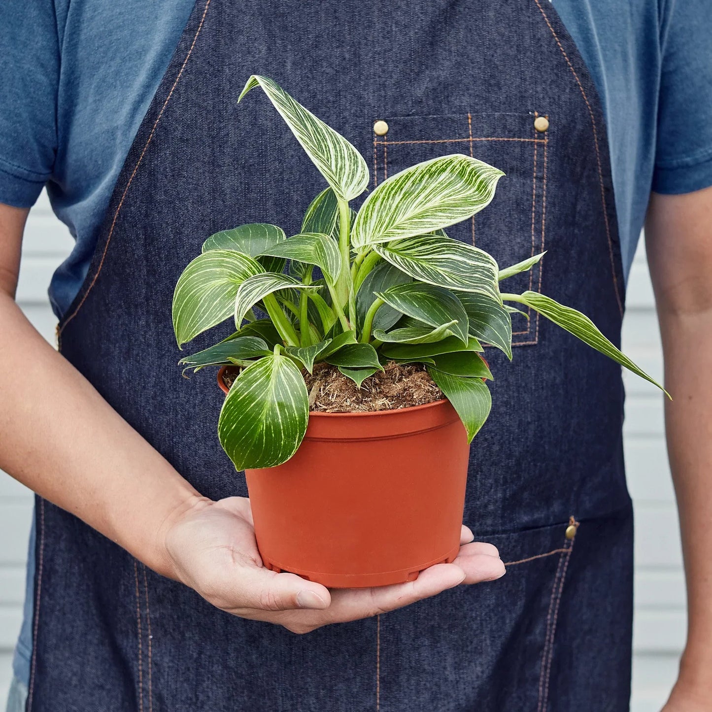 Philodendron 'Birkin' - Stripes of Delight: Elegant Variegated Houseplant