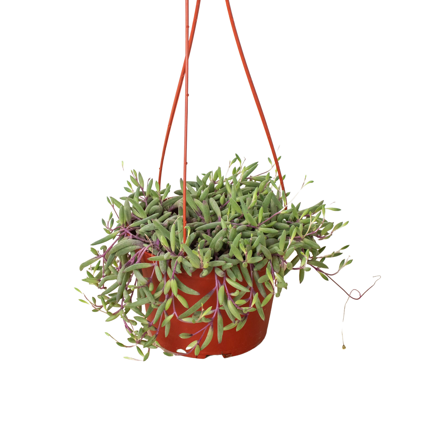 String of Rubies - 6" Pots - Ruby Necklace Royale: Easy-Care Succulent, Drought-Tolerant with Golden Blooms