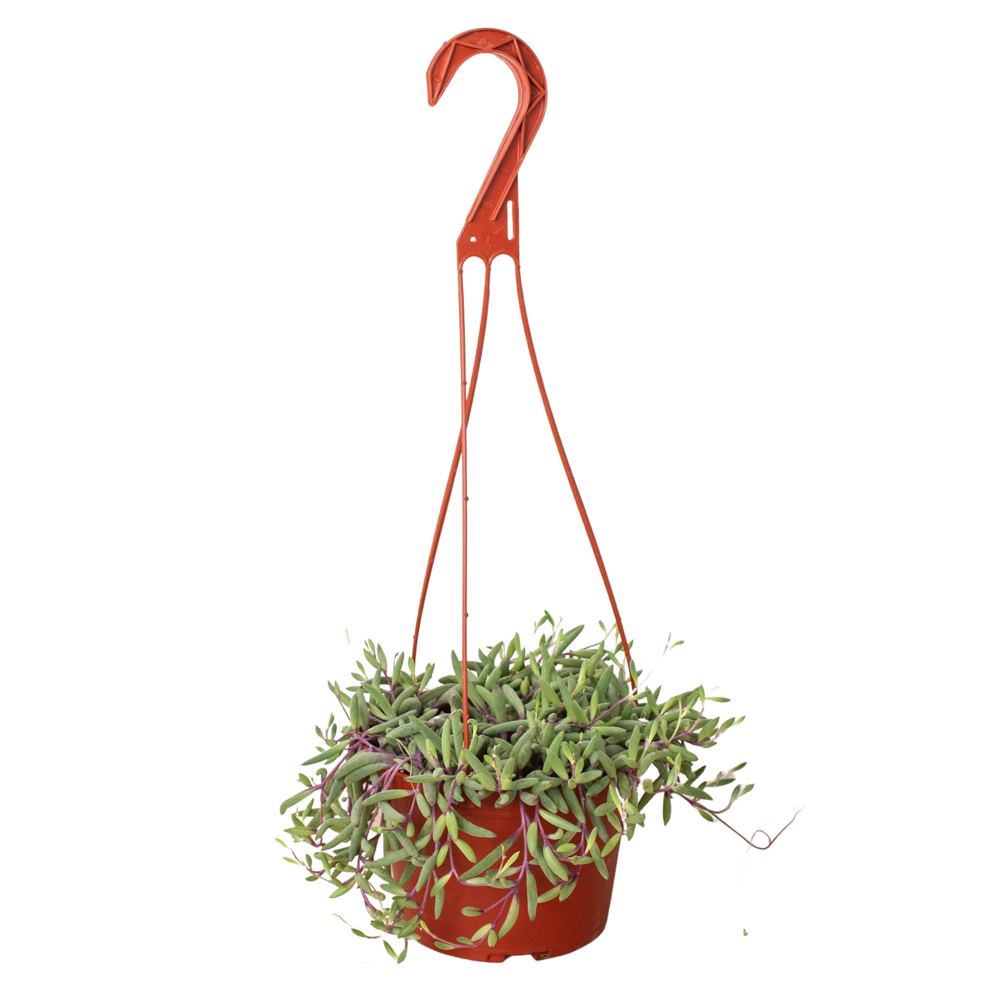 String of Rubies - 6" Pots - Ruby Necklace Royale: Easy-Care Succulent, Drought-Tolerant with Golden Blooms