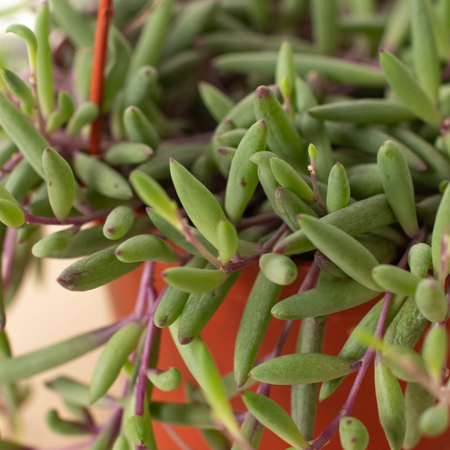 String of Rubies - 6" Pots - Ruby Necklace Royale: Easy-Care Succulent, Drought-Tolerant with Golden Blooms