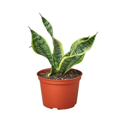 Snake Plant Twist - Twisted Beauty: Low Maintenance Air-Purifying Indoor Houseplant