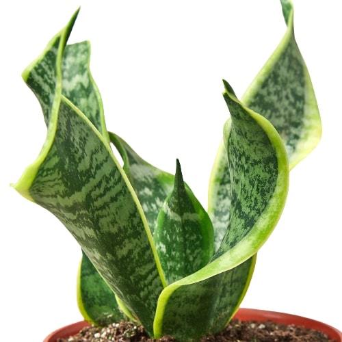 Snake Plant Twist - Twisted Beauty: Low Maintenance Air-Purifying Indoor Houseplant