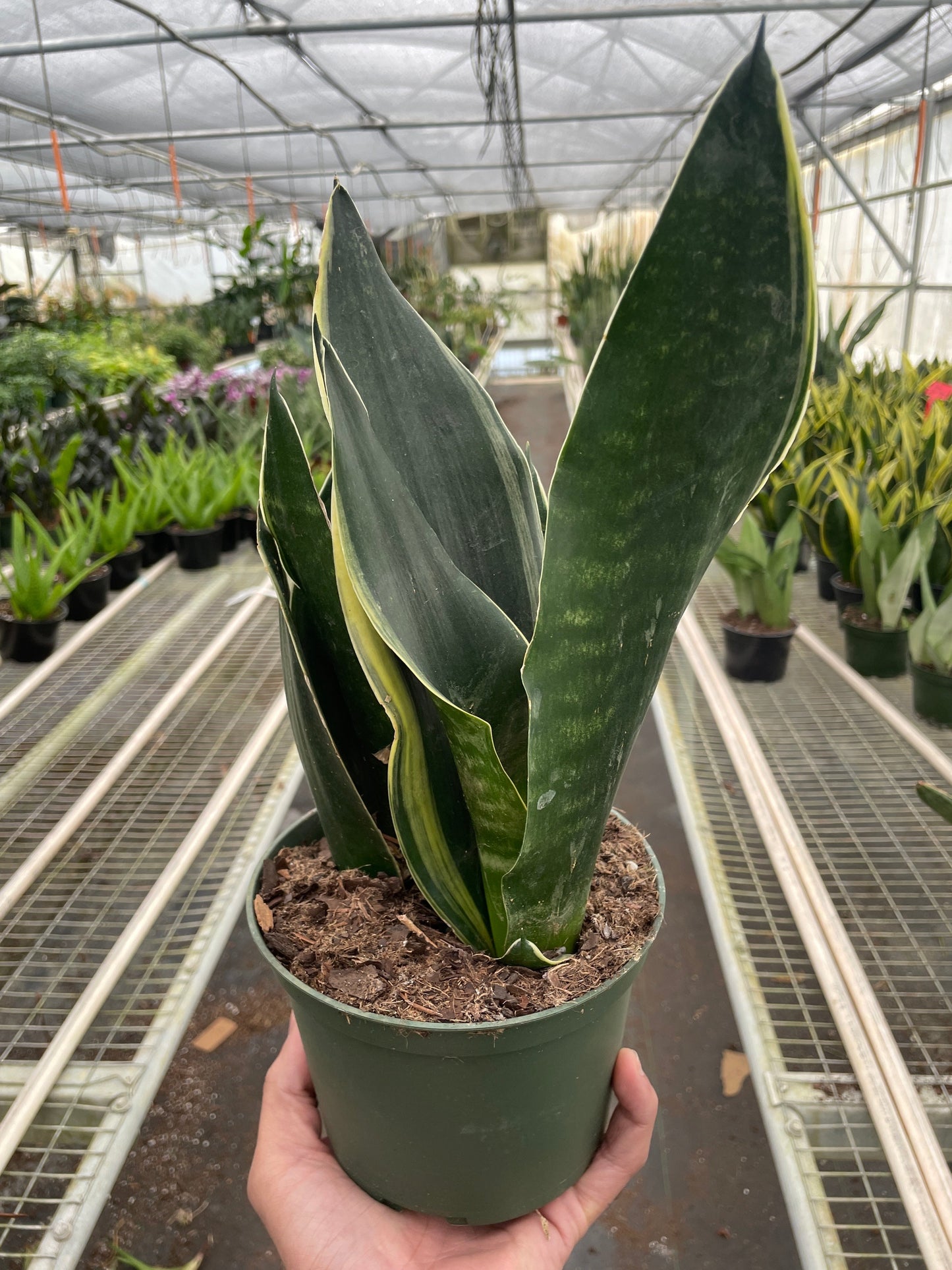 Snake 'Fabi' - The Sassy Snake: Easy-Care Sansevieria Trifasciata, aka Mother-In-Law’s Tongue