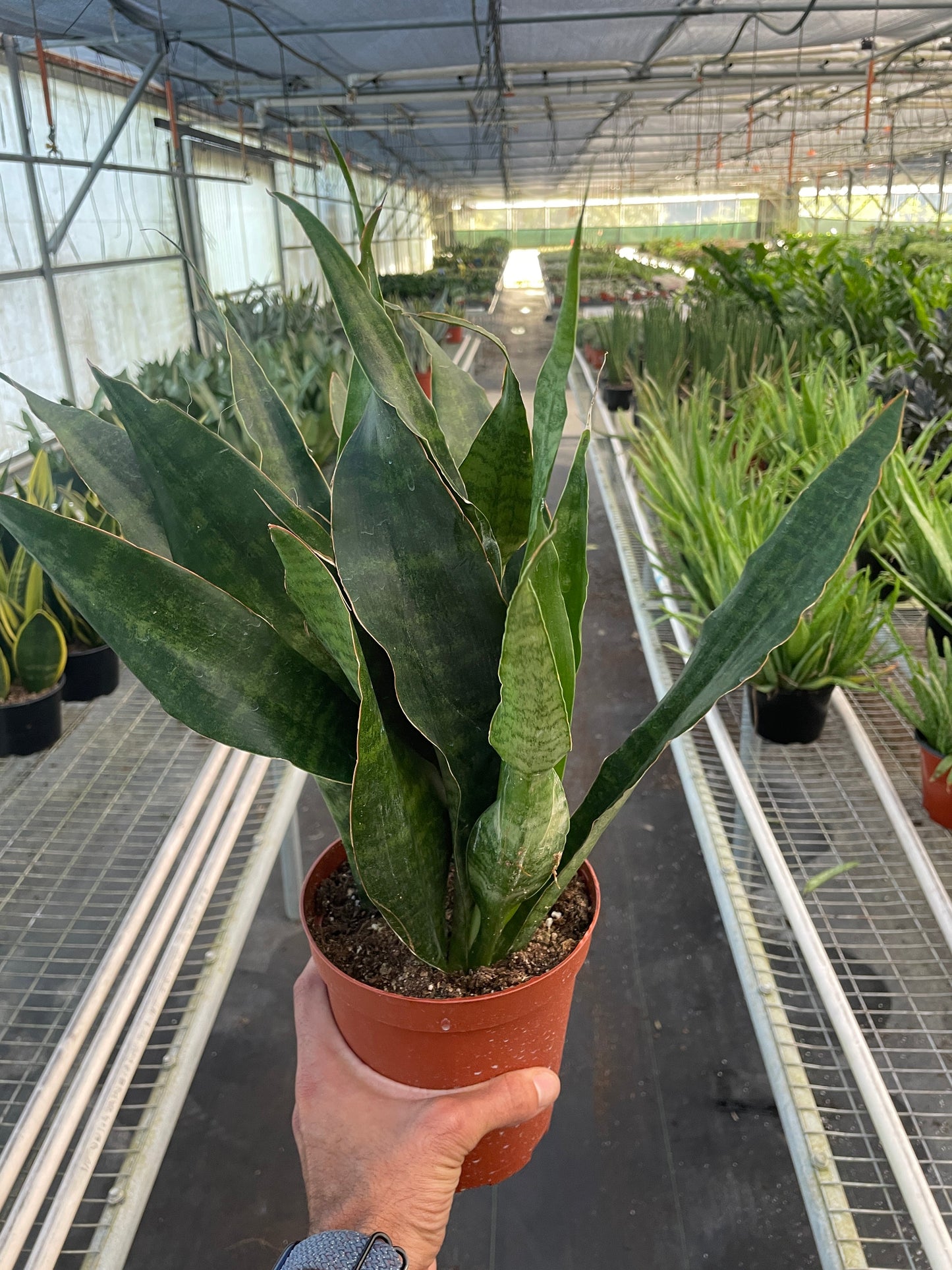 Snake Plant 'Jaboa' - Unique, Low Maintenance Indoor Plant