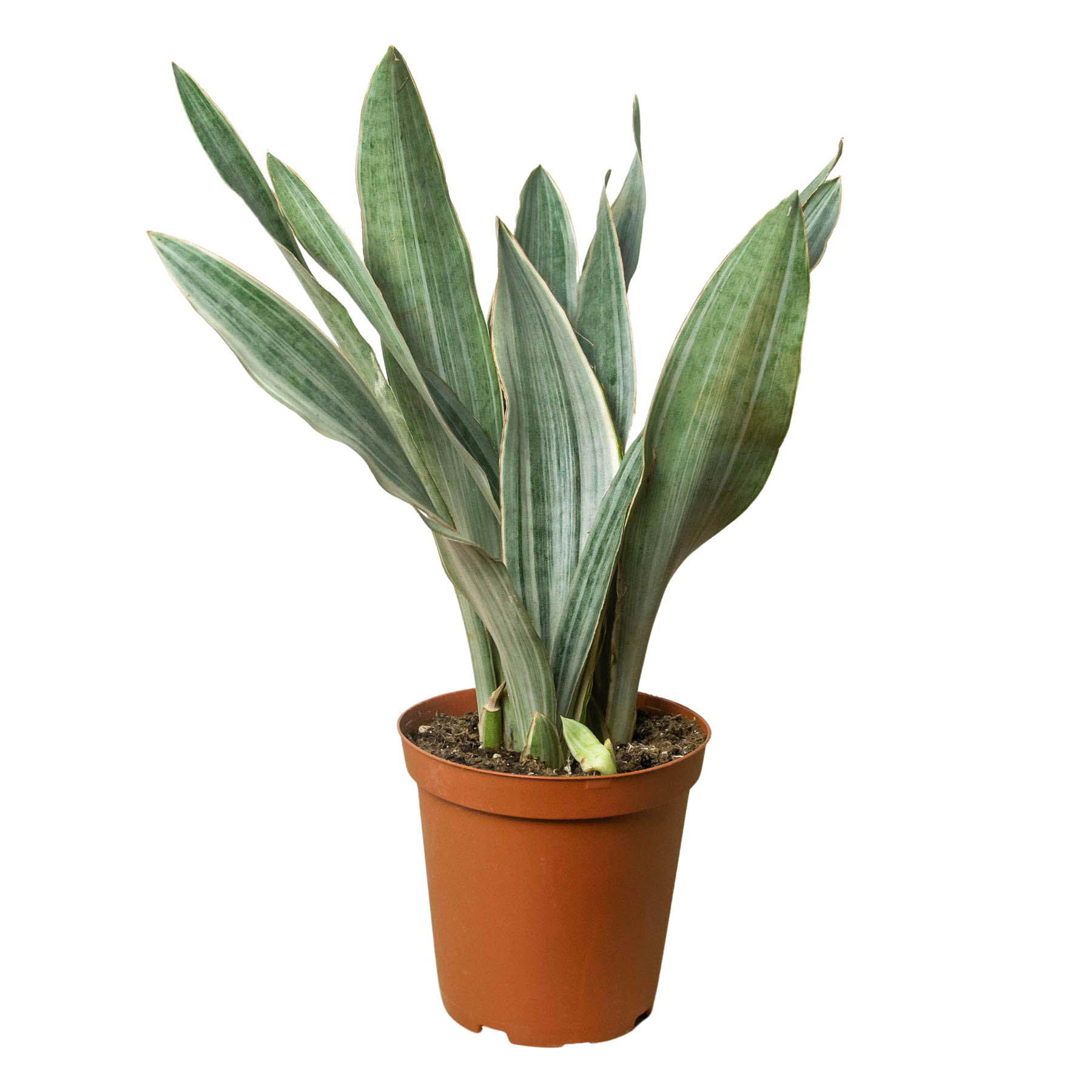 snake plant high humidity Snake Plant 'Sayuri'