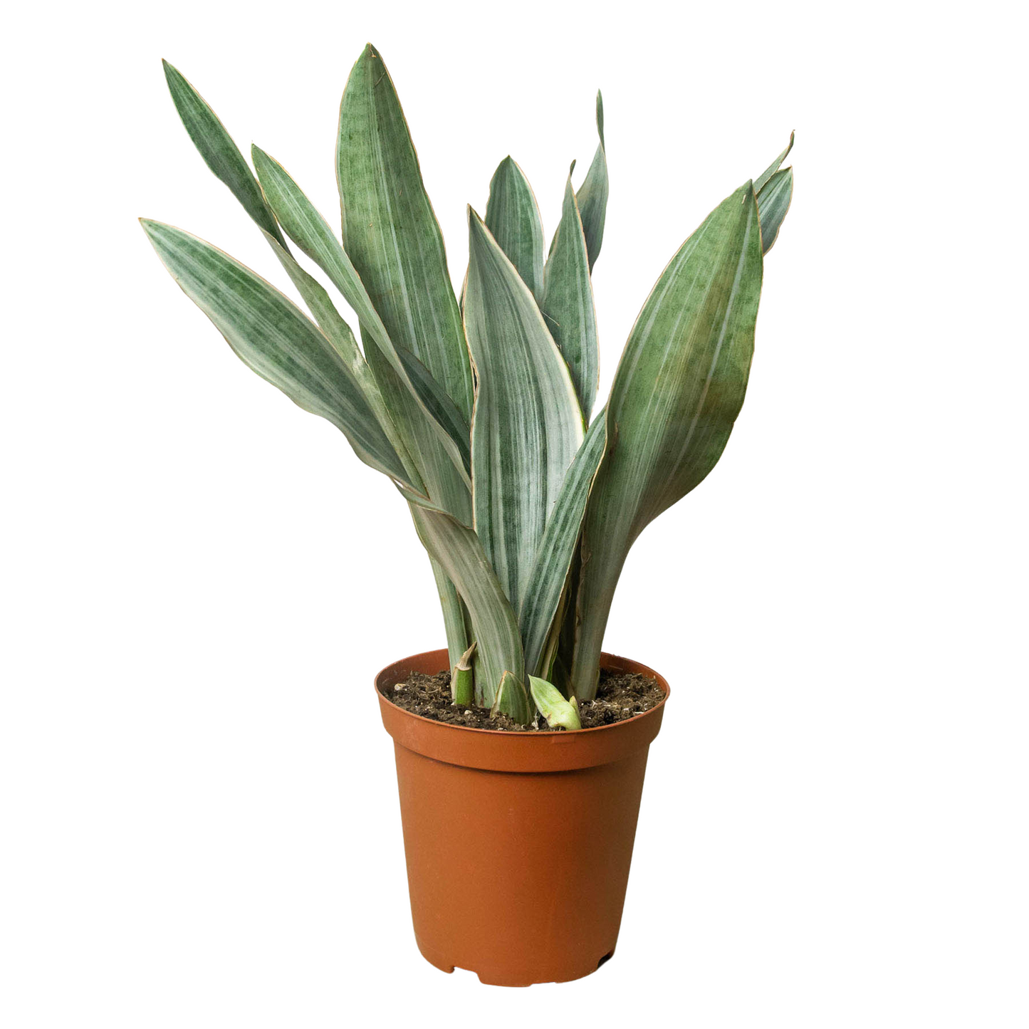 Silver Star: Snake Plant 'Sayuri' - Low Maintenance Indoor Plant, Perfect for High Light and Humidity, Versatile Decor