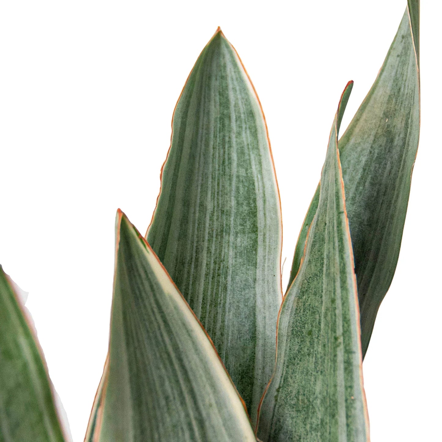 Silver Star: Snake Plant 'Sayuri' - Low Maintenance Indoor Plant, Perfect for High Light and Humidity, Versatile Decor