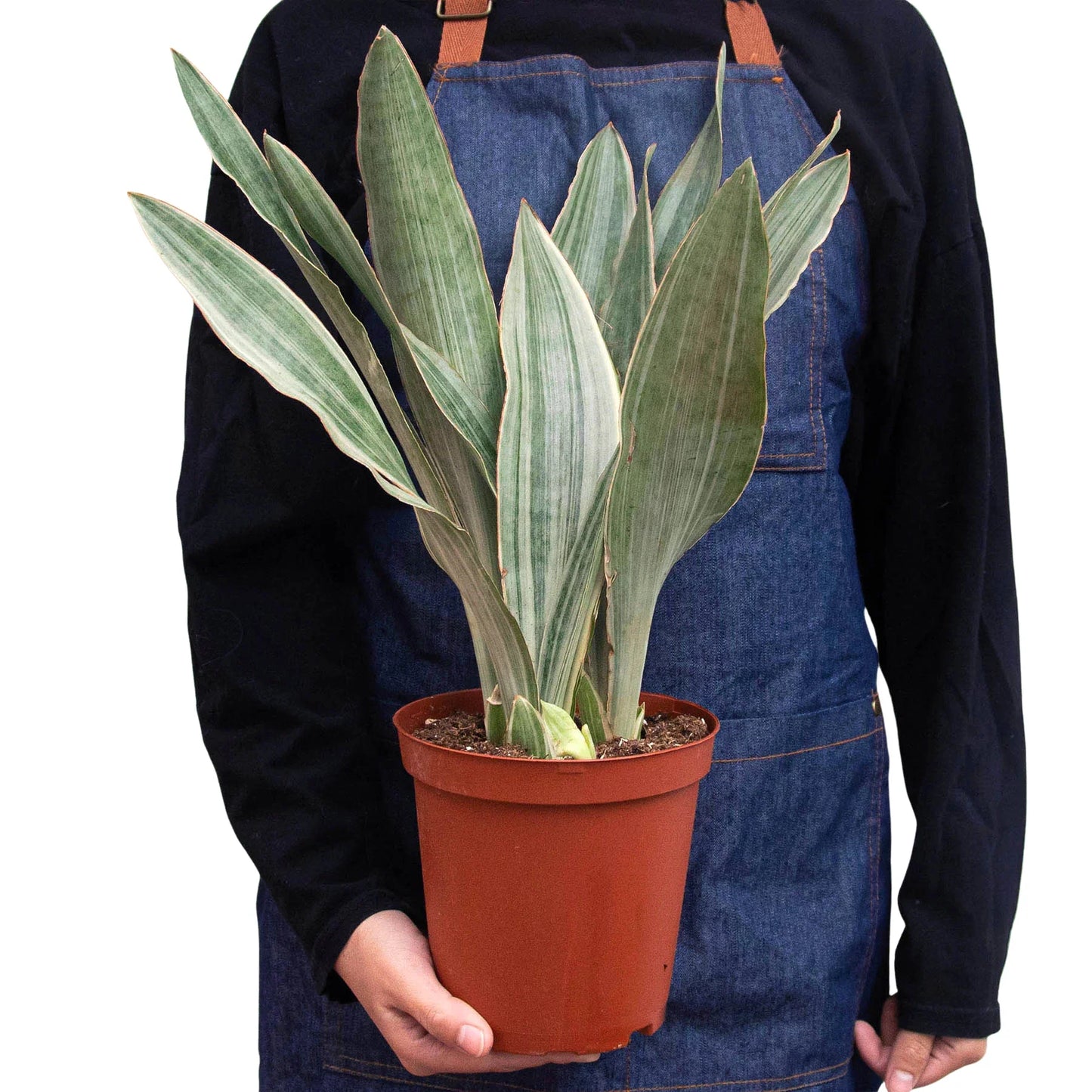 Silver Star: Snake Plant 'Sayuri' - Low Maintenance Indoor Plant, Perfect for High Light and Humidity, Versatile Decor