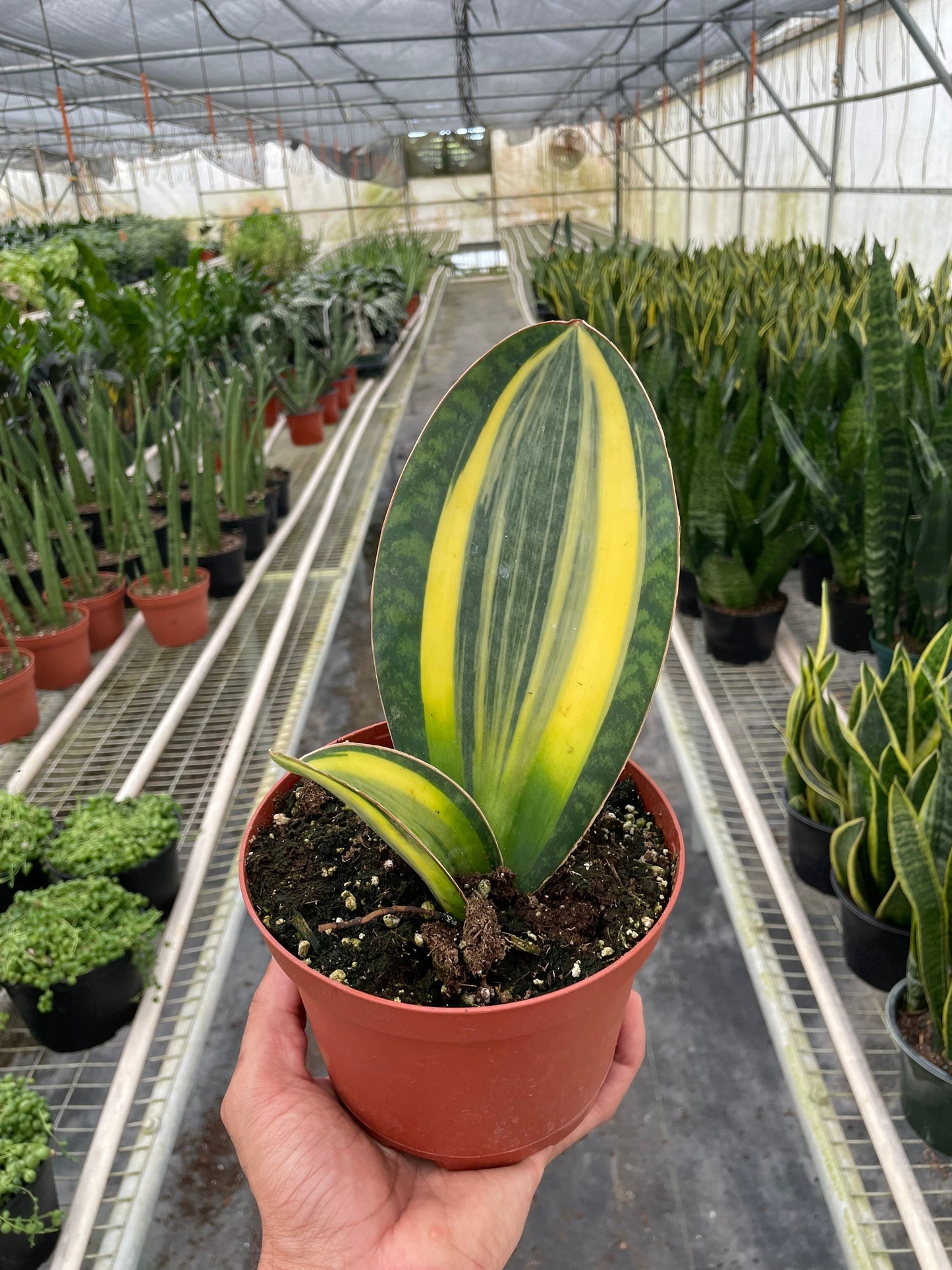 Variegated Shark Fin Snake Plant - Easy Care, Low Light Indoor Houseplant with Striking Green and Yellow Paddle-Like Leaves