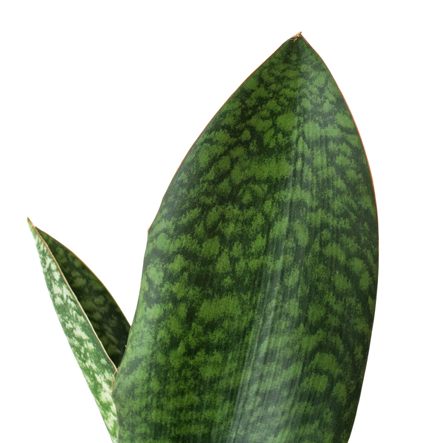 Whale of a Time: Shark Fin Snake Plant - Unique, Easy Care Indoor Plant with Enormous Paddle-Like Leaves