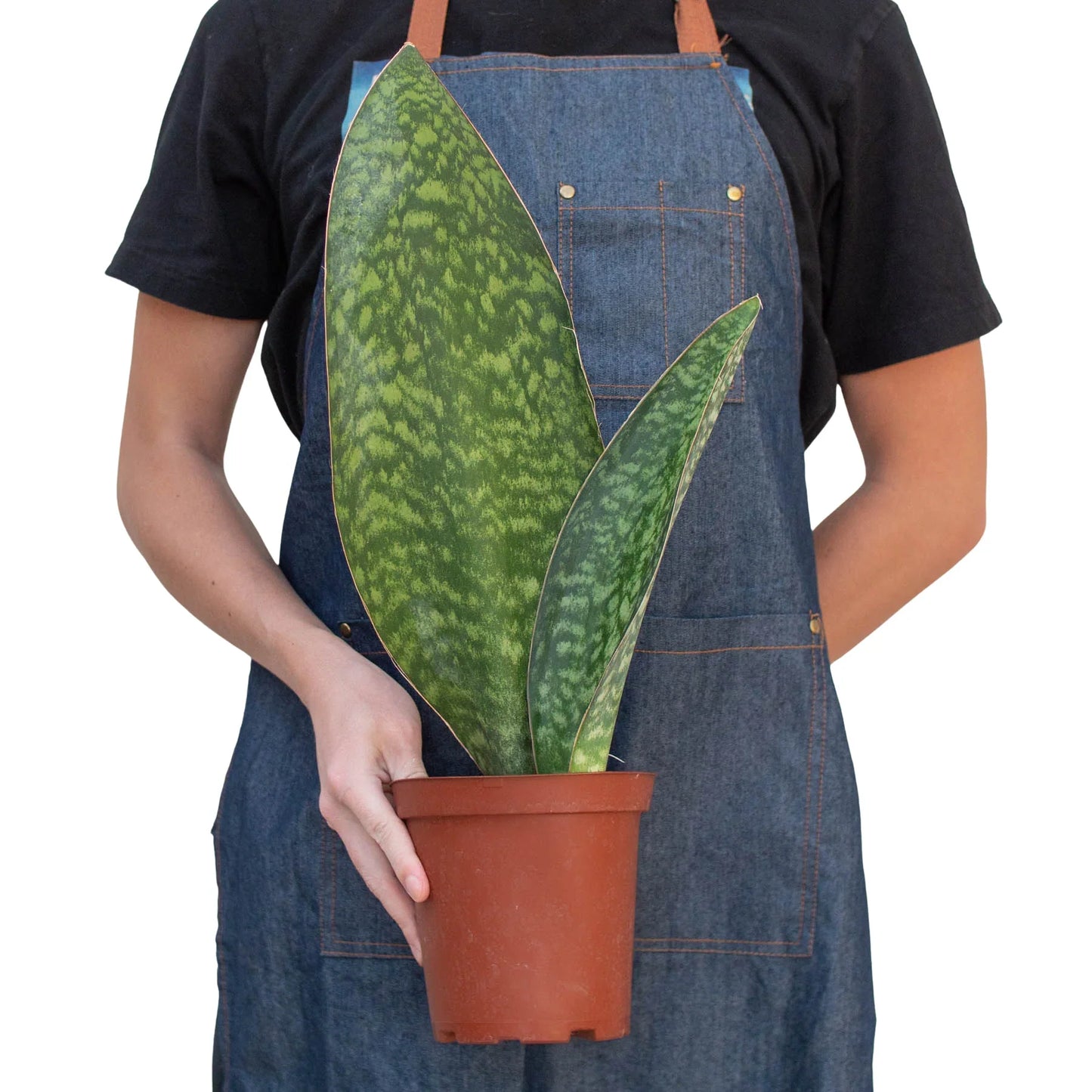 Whale of a Time: Shark Fin Snake Plant - Unique, Easy Care Indoor Plant with Enormous Paddle-Like Leaves