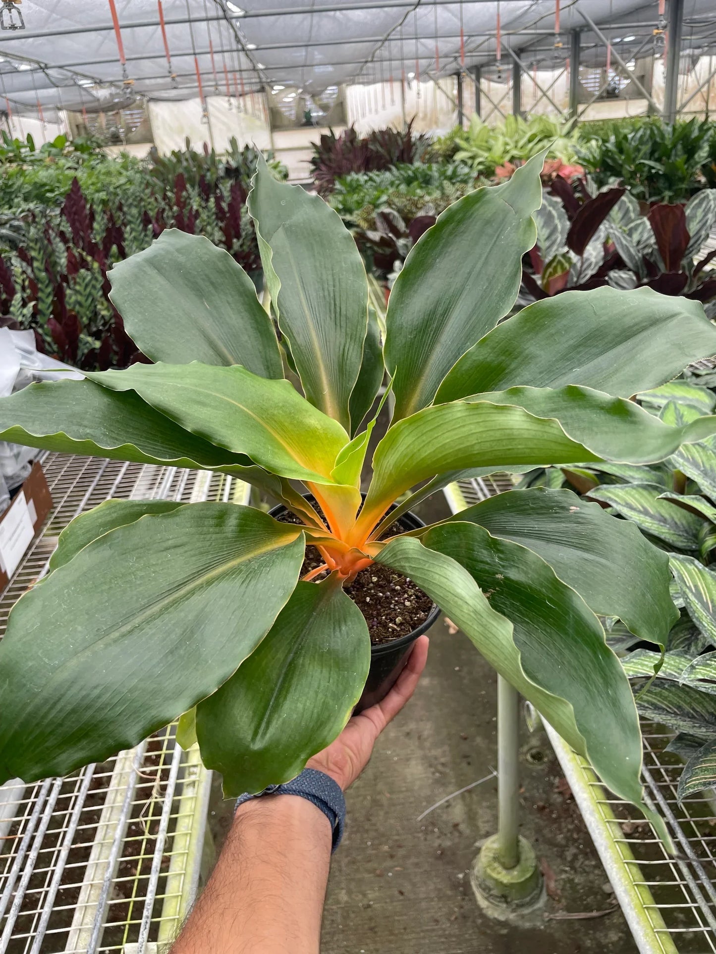 Fiery Flash: Spider Plant 'Fire Flash' - Vibrant Indoor Plant with Striking Orange Petioles