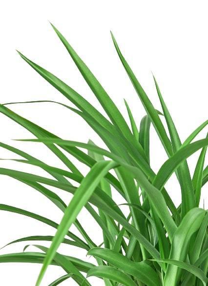 Spider Plant 'Green' - Arachnid Aesthetic: Air-Purifying Perennial Houseplant