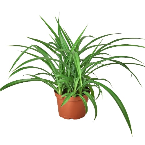 Spider Plant 'Green' - Arachnid Aesthetic: Air-Purifying Perennial Houseplant