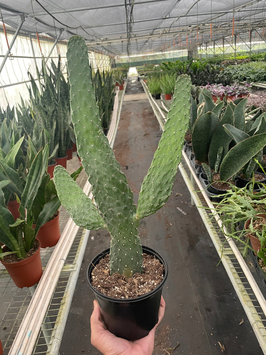 Road Kill Cactus (Consolea rubescens) - Road Warrior Cactus: Unique Tree-Like Cactus with Impressive Height