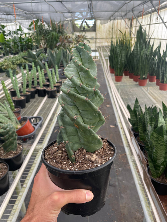 Cereus forbesii 'Spiralis' - Twister Majesty: Rapidly Growing Spiral Cactus From Peru