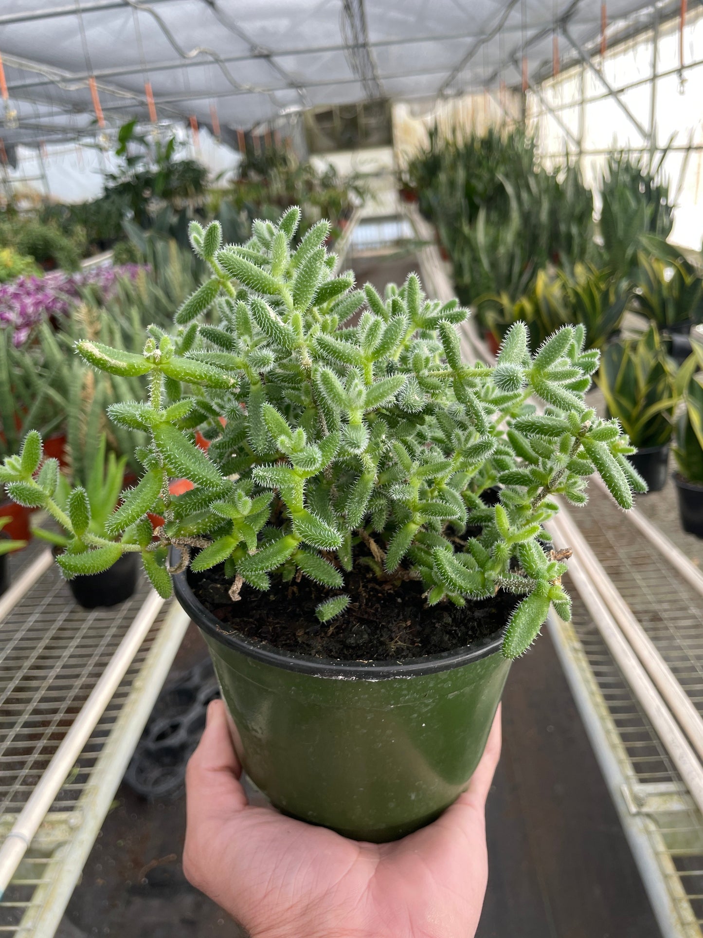 Delosperma echinatum 'Pickle Plant' - Prickly Pickle Perfection: Unique Succulent with Soft, Bristly Hairs