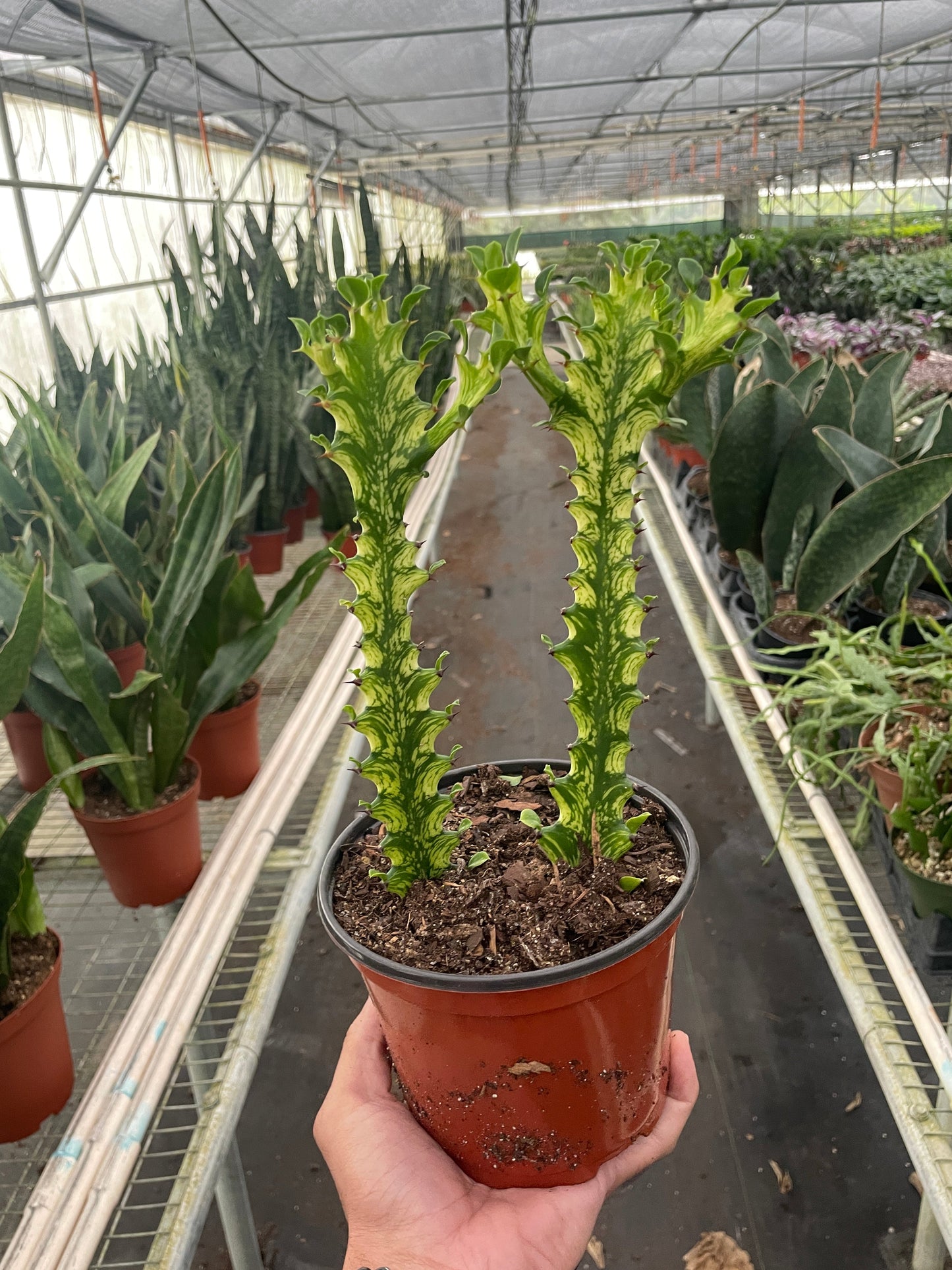 Euphorbia 'Mint Cream' - Cactus Cream Dream: Hardy, Low-Maintenance Variegated Succulent