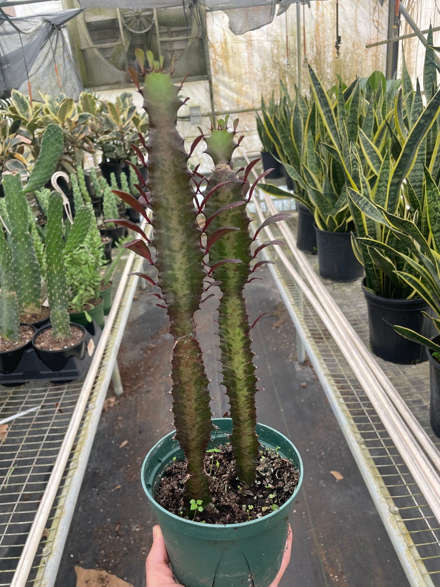 Succulent Euphorbia 'Trigona Rubra' - Royal Flush: Vibrant Magenta & Green Houseplant