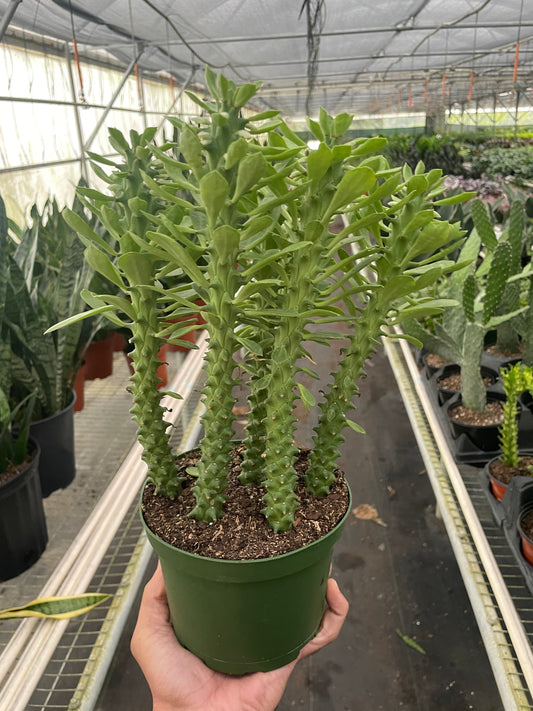 Euphorbia 'Sausage Spurge' - Stubby Spa-gorgeous: Low-Maintenance, Unique Perennial Succulent