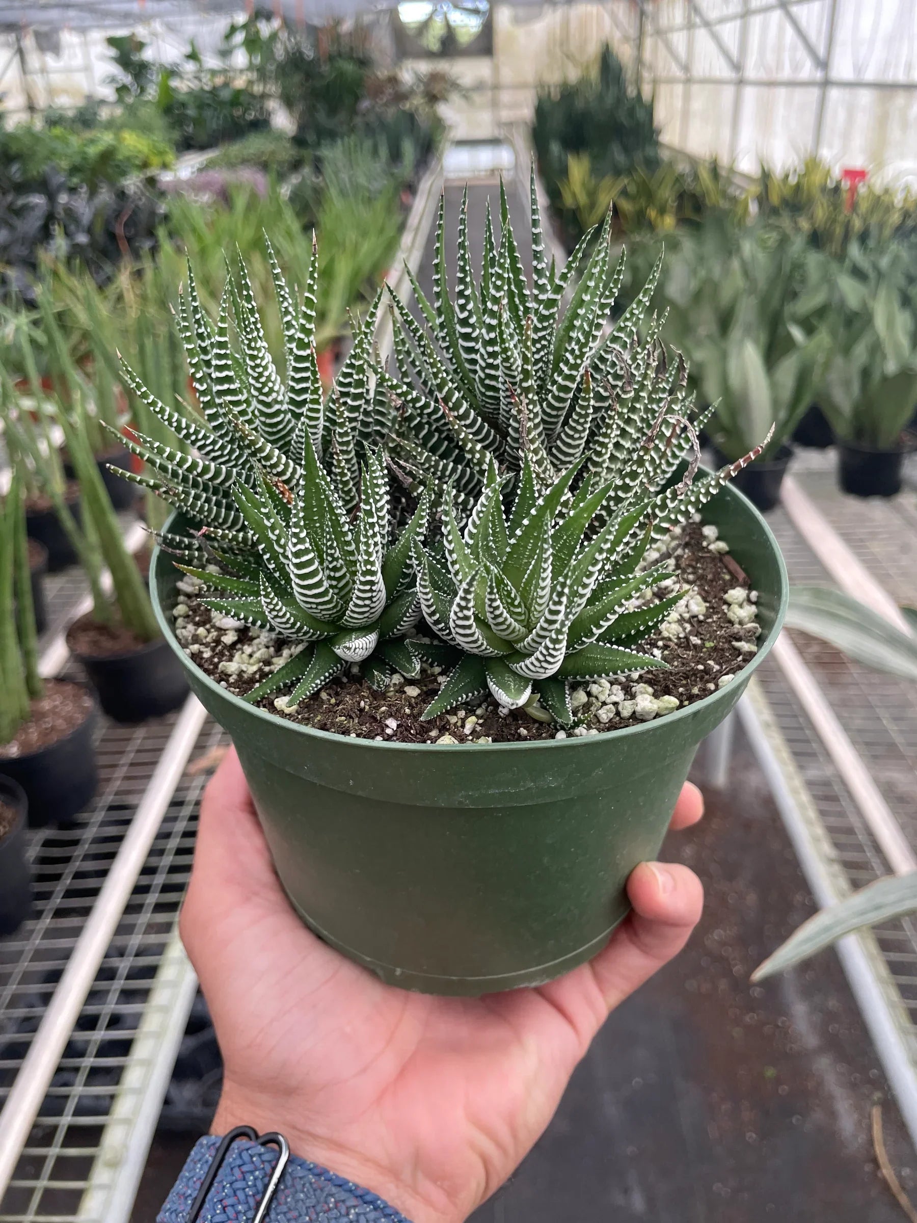 large zebra succulent Zebra Succulent