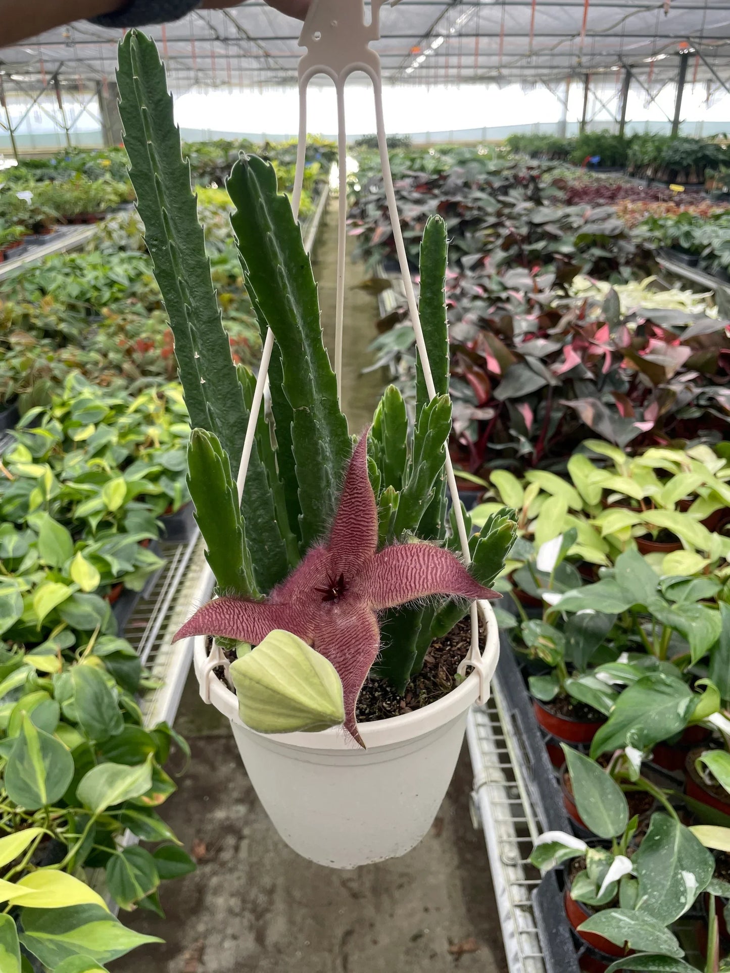 Red Dragon Flower (Huernia schneideriana) - Wicked Succulent Wizardry: Exotic Stem Succulent from Africa