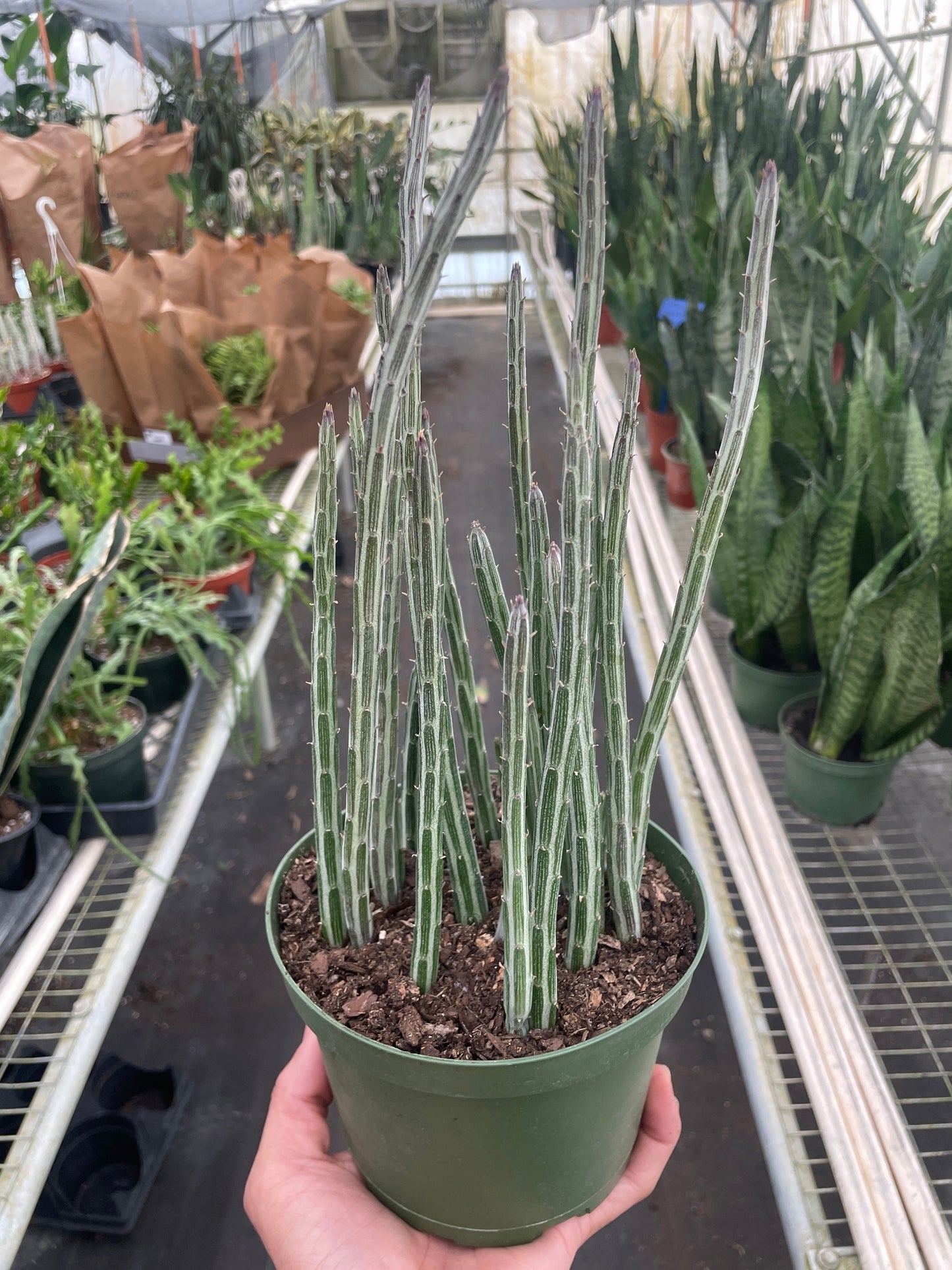 Senecio Stapeliiformis Pickle Plant - Sassy Pickles: Unique Succulent with Segmented Stems and Soft Spines